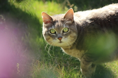 オッ、オ前何見てんだ・・