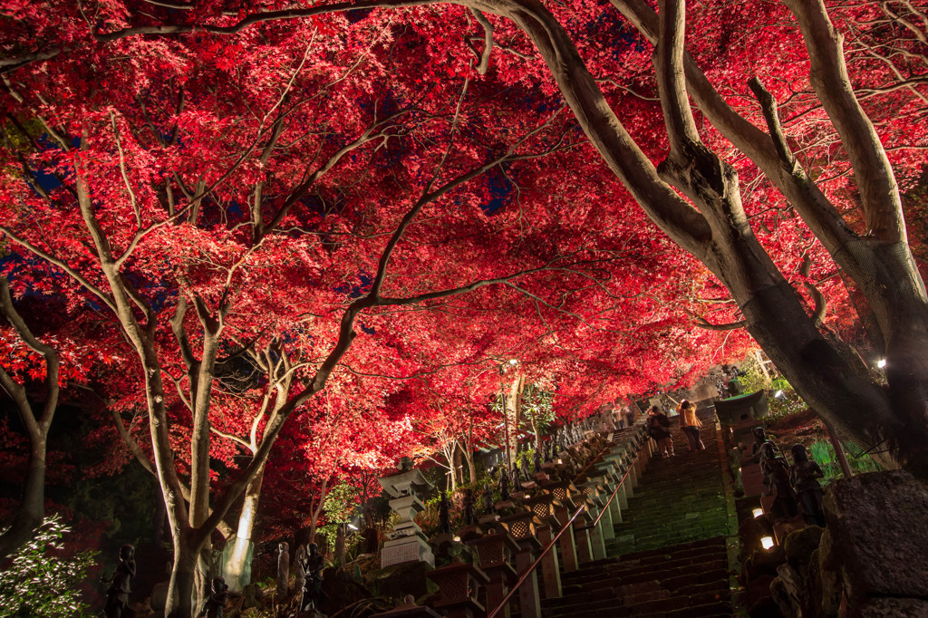 大山寺の紅葉