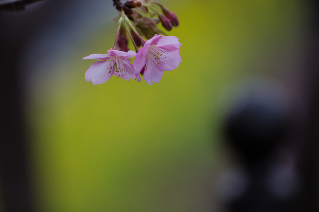 河津桜開花情報