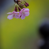 河津桜開花情報