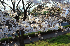 桜の想い出