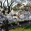 桜の想い出