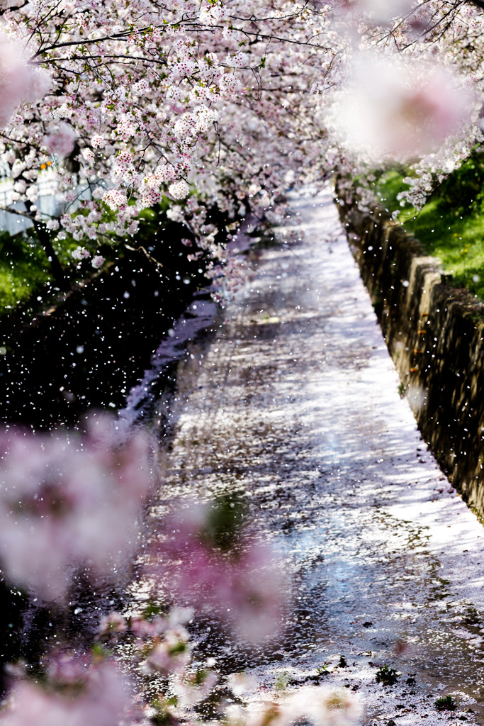 花吹雪