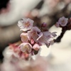 熱海ではもう桜が