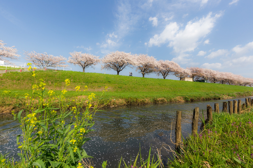 春の堤