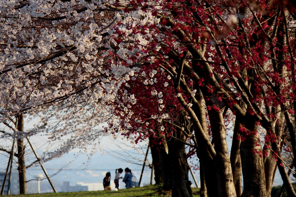 桜の約束