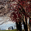 桜の約束