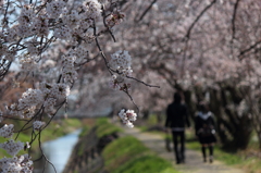 桜の小径