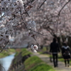 桜の小径
