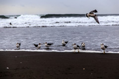 Surfer＆Seagulls２