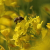 蜂と菜の花　Ⅱ