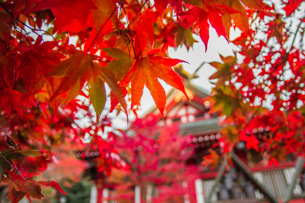 大山阿夫利 神社の紅葉