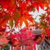 大山阿夫利 神社の紅葉