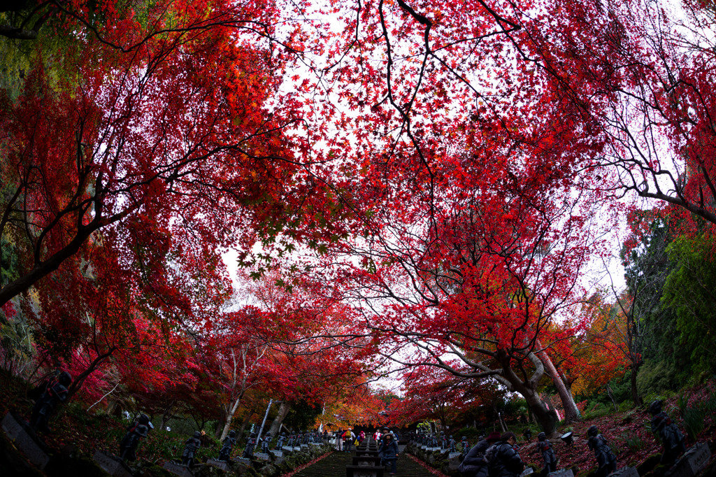 大山寺の紅葉Ⅱ