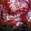 大山寺の紅葉Ⅱ