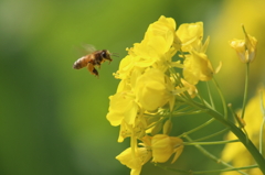 蜂と菜の花　Ⅰ