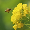 蜂と菜の花　Ⅰ
