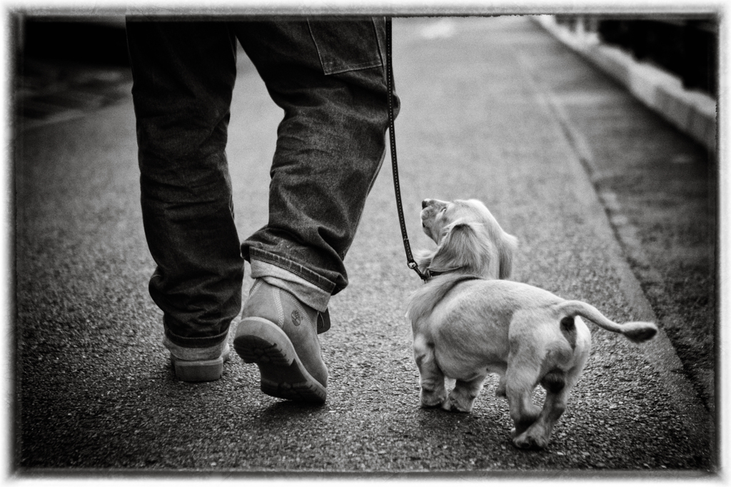 go for a stroll