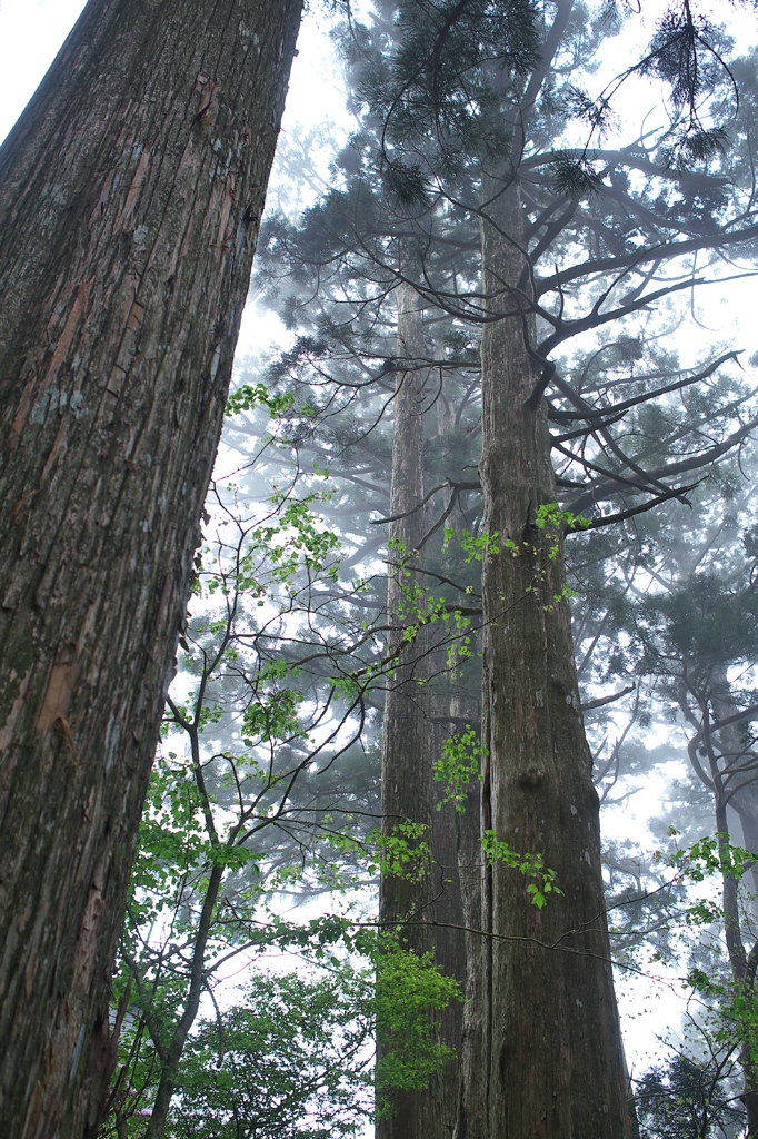 鎮守の森の巨大杉（３）