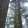 鎮守の森の巨大杉（３）