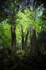 春の原生林