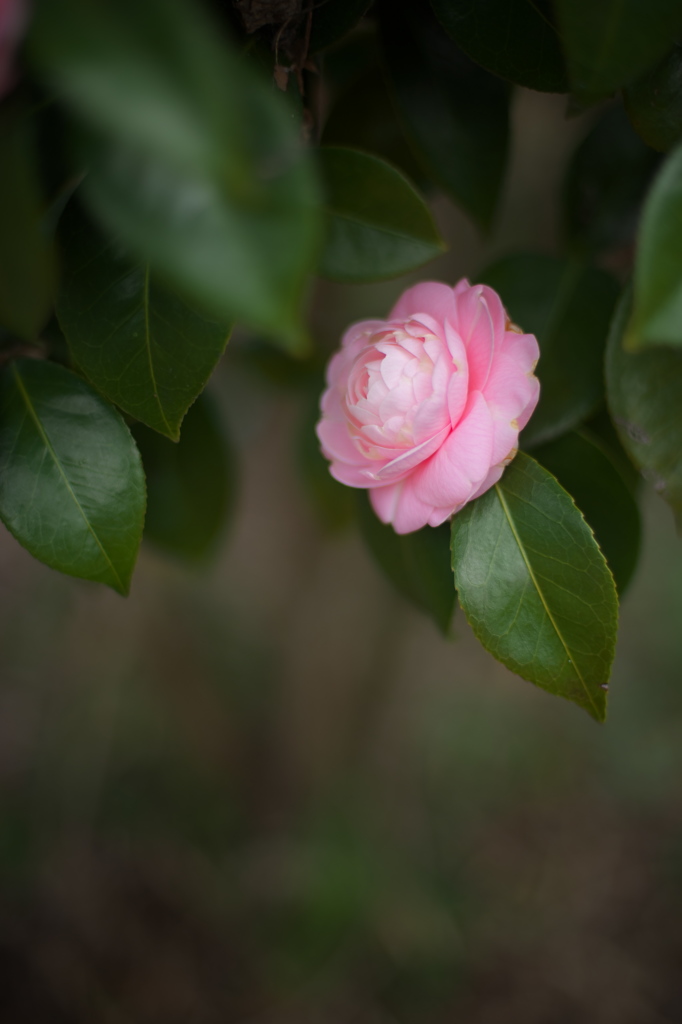 花は咲く４