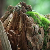 朽ち往く切株