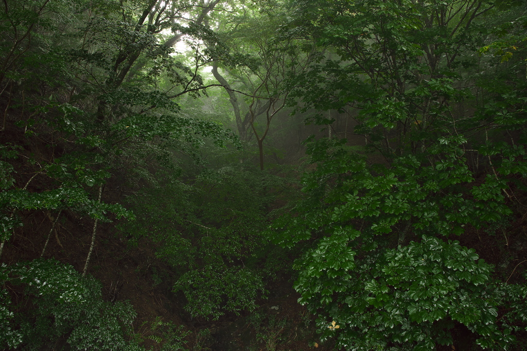 小雨降る原生林