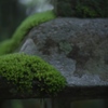 フワリゴケ