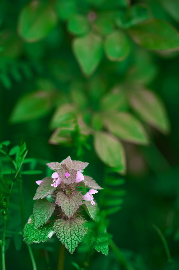 花は咲く２