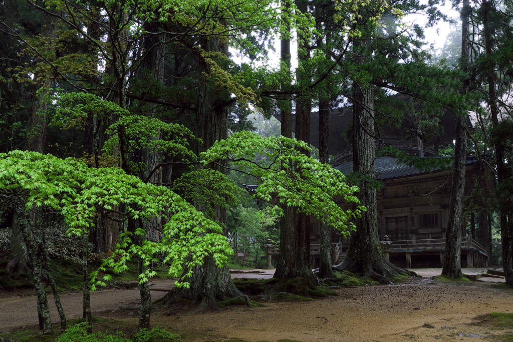 高野山（９）