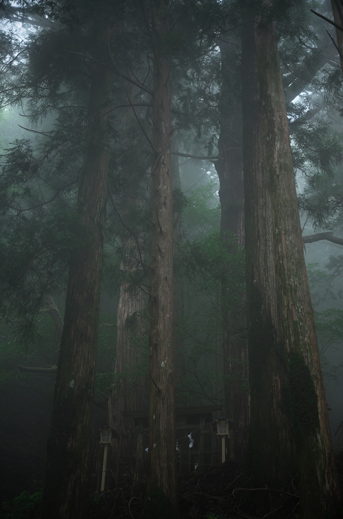 鎮守の森の巨大杉（10）