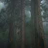 鎮守の森の巨大杉（10）