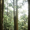 鎮守の森の巨大杉（１２）