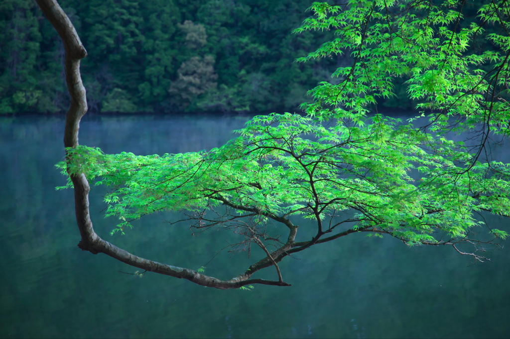 明神池の朝（３）
