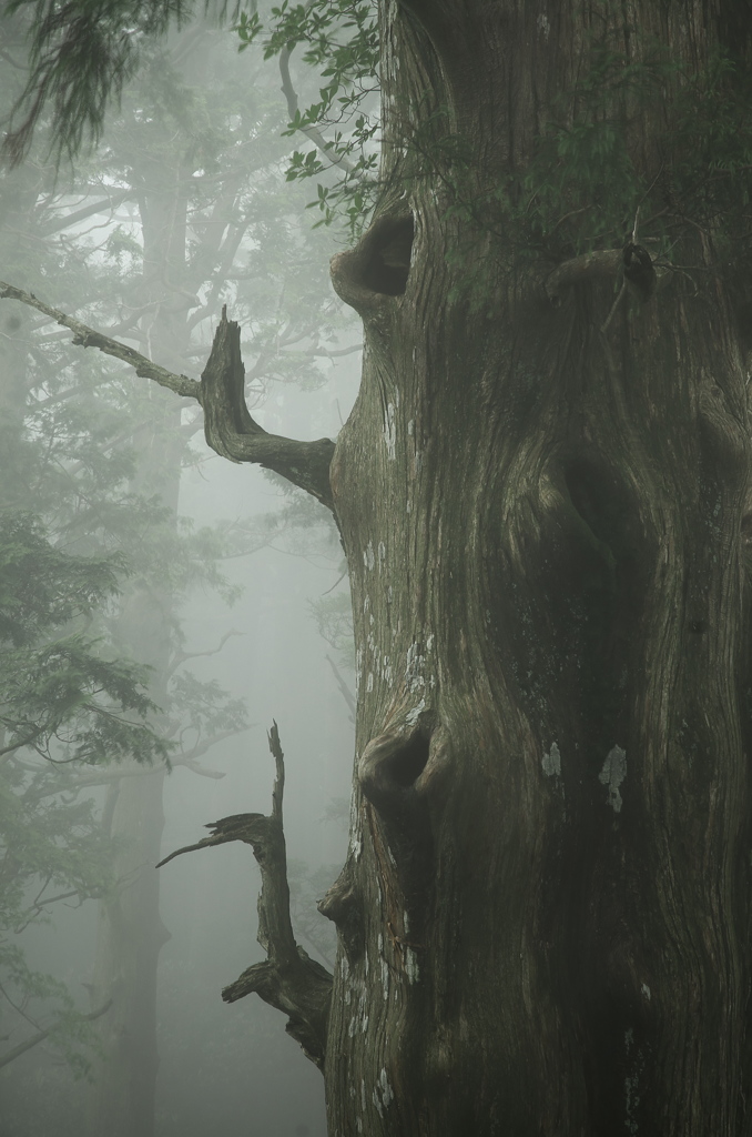 鎮守の森の巨大杉（6）