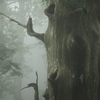 鎮守の森の巨大杉（6）