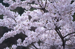 桜ー１