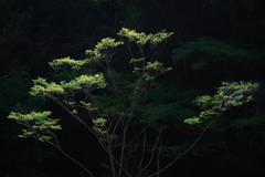 春の舞