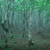 大板屋名月の森１