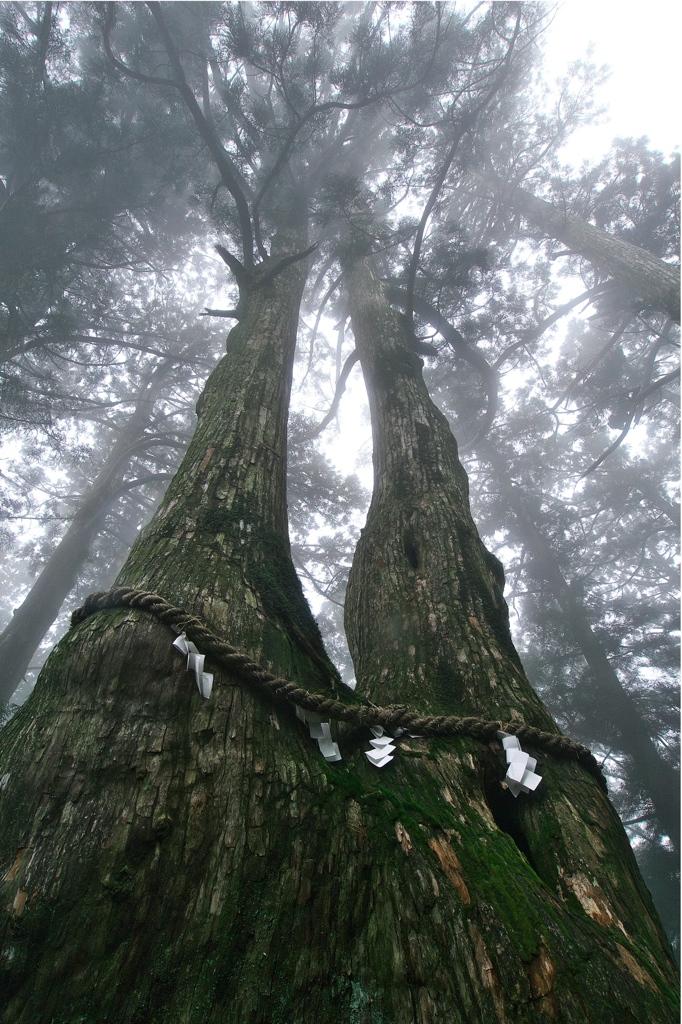 鎮守の森の巨大杉（4）