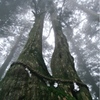 鎮守の森の巨大杉（4）