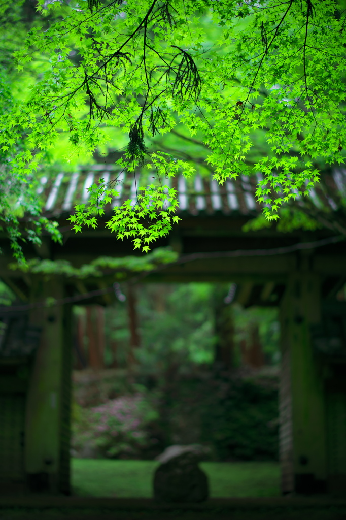 新緑揺らぐ東大門