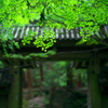新緑揺らぐ東大門