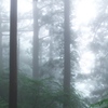 鎮守の森の巨大杉（9）