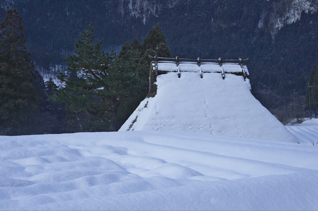 綿雪