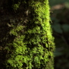 苔（２）