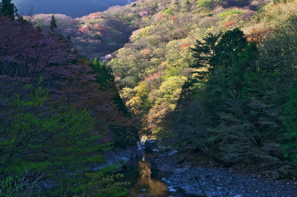 川迫川春景色（３）