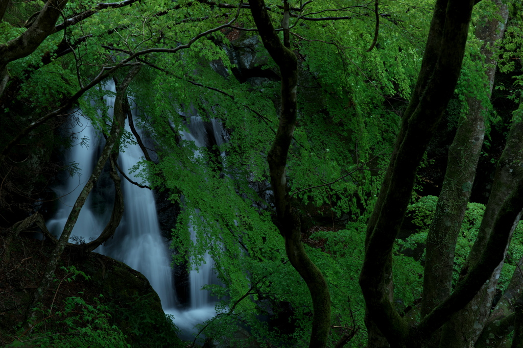 滝と新緑そしてヤマンバ