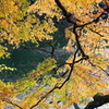 秋の明神池（３）